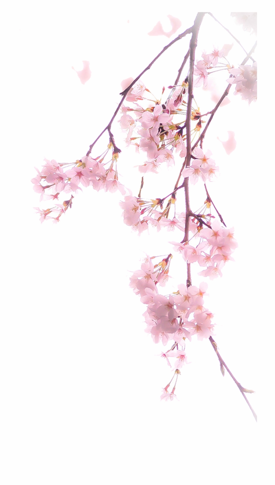 National Cherry Blossom Festival Cherry Blossom Blossom Cherry