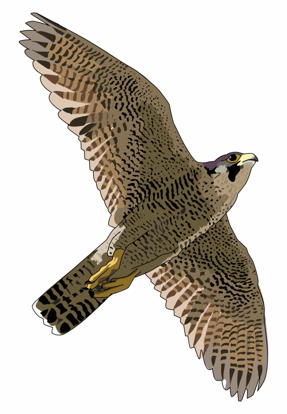 Bald Eagle Png Transparent Free Images Peregrine Falcon