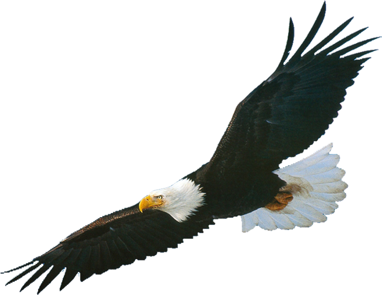 eagle soaring clipart

