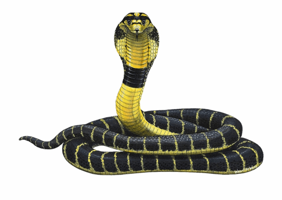 Cobra Png Cobra Snake