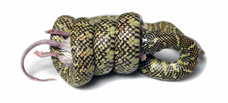 Snake Png Image Background Snake Constriction - Clip Art Library