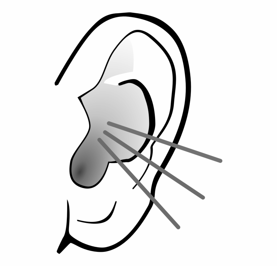 Listening Ear Clipart Sense Organs Ear Clipart