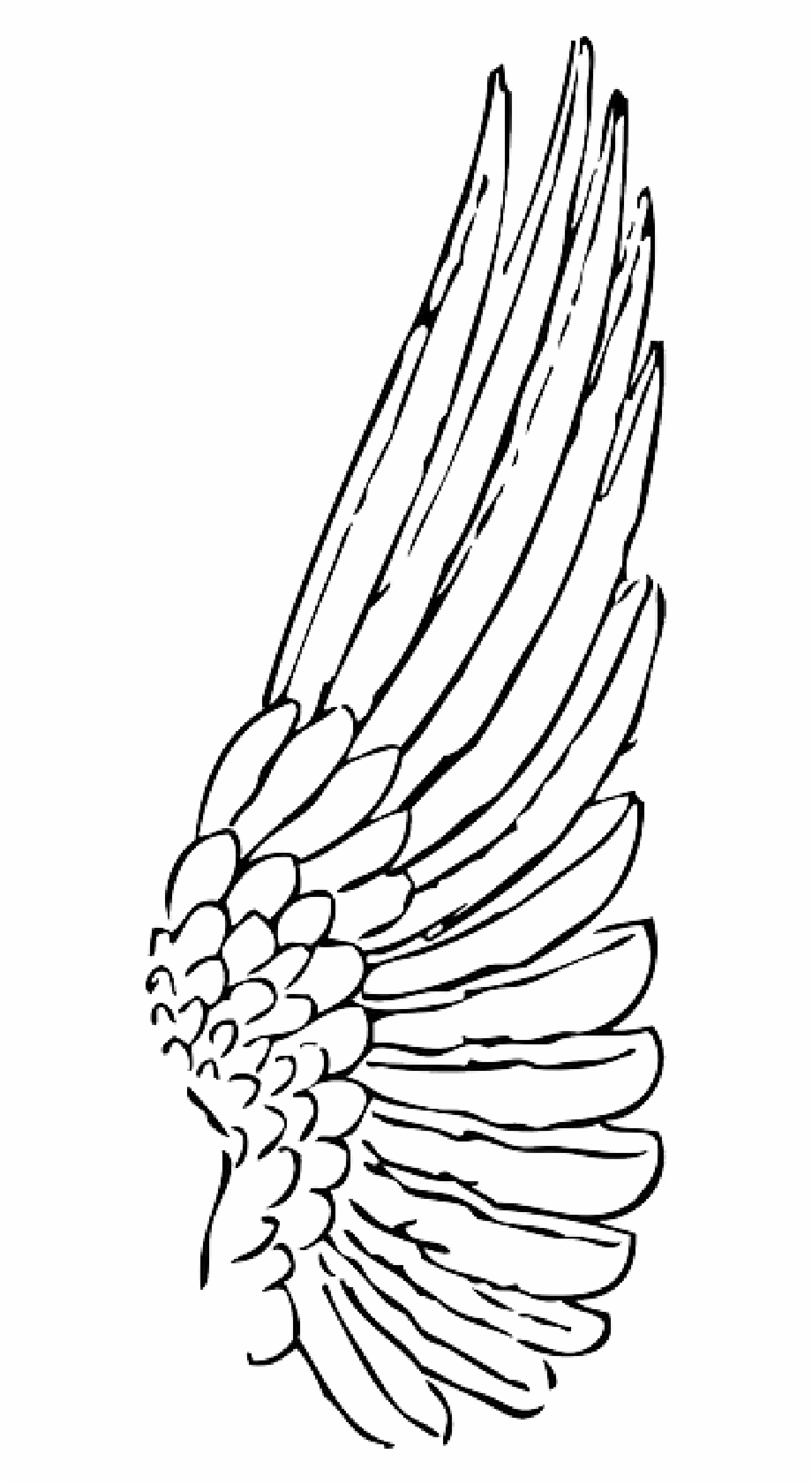 Drawing Feather Outline Outline Of A Wing