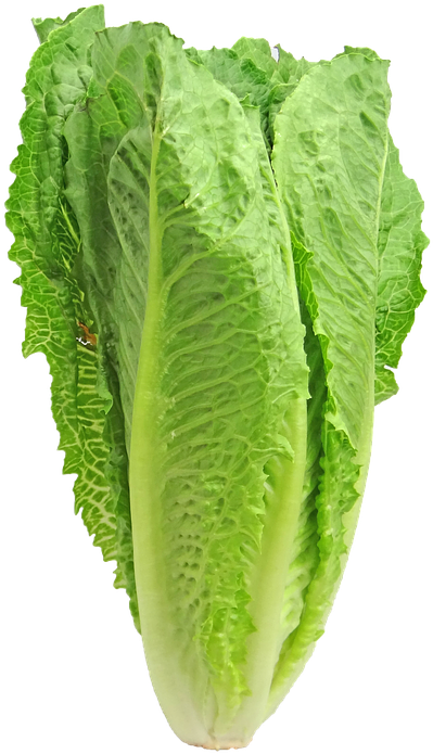 Lettuce Romaine Greens Vegetable Crisp Salad E Coli