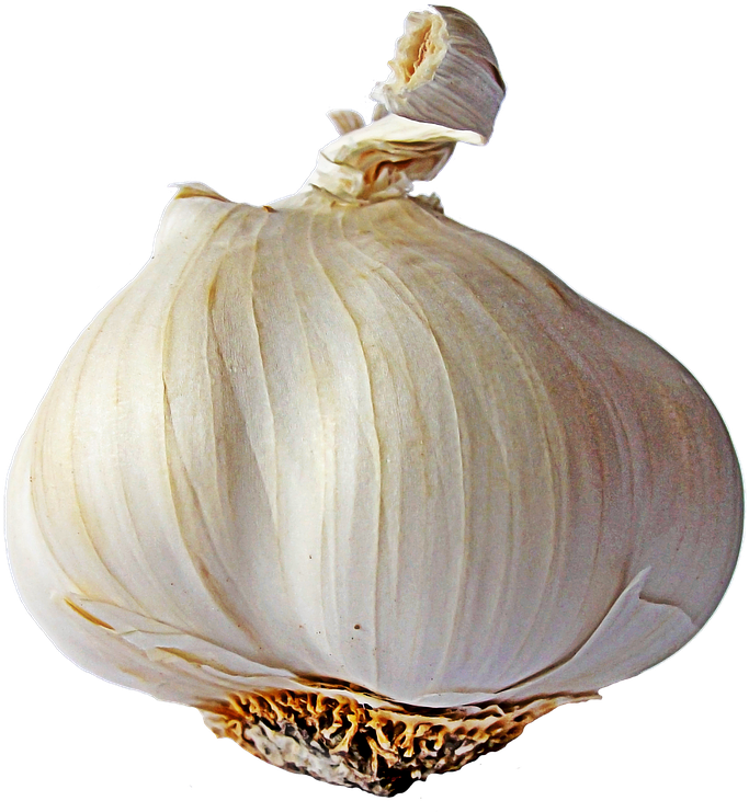 Garlic Head Of Garlic Vegetables Png Image Lumbar