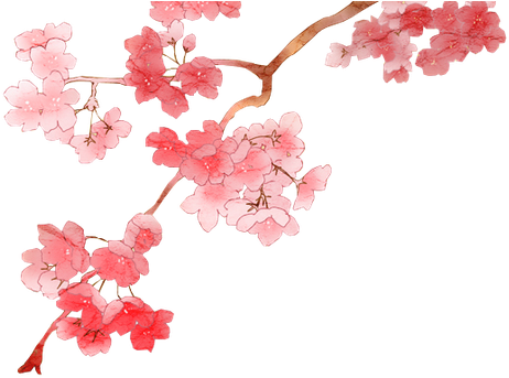 Sakura Flower Cherry Blossom Png - Clip Art Library