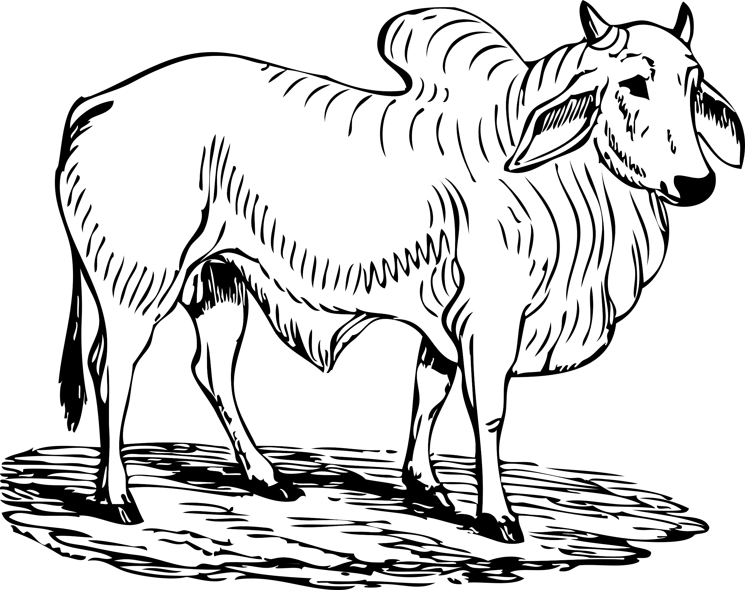 This Free Icons Png Design Of Brahma Bull