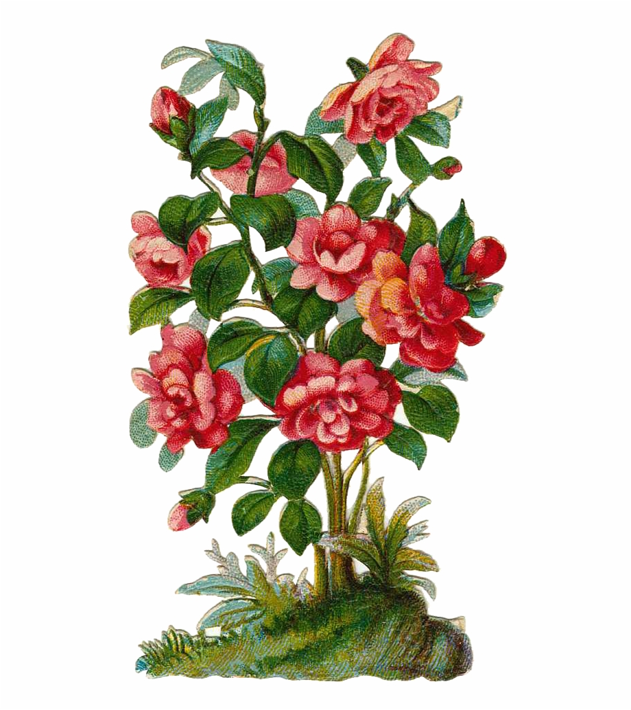 Vector Freeuse Library Rose Bush Plant Clipart Rose
