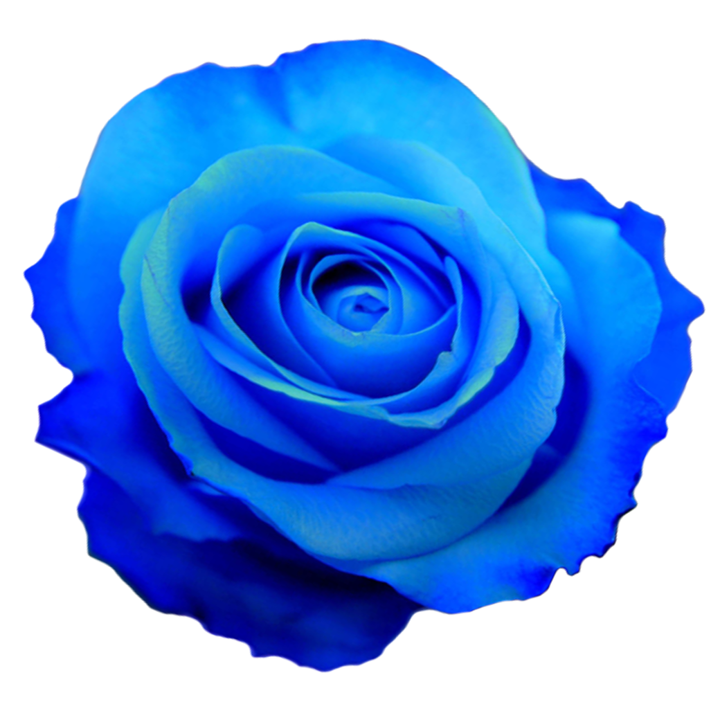 Blue Roses Png