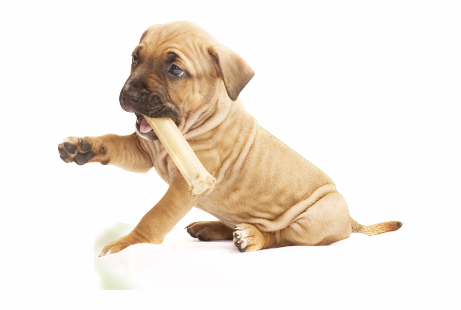 Pit Bull Puppy Png Png Download Dog