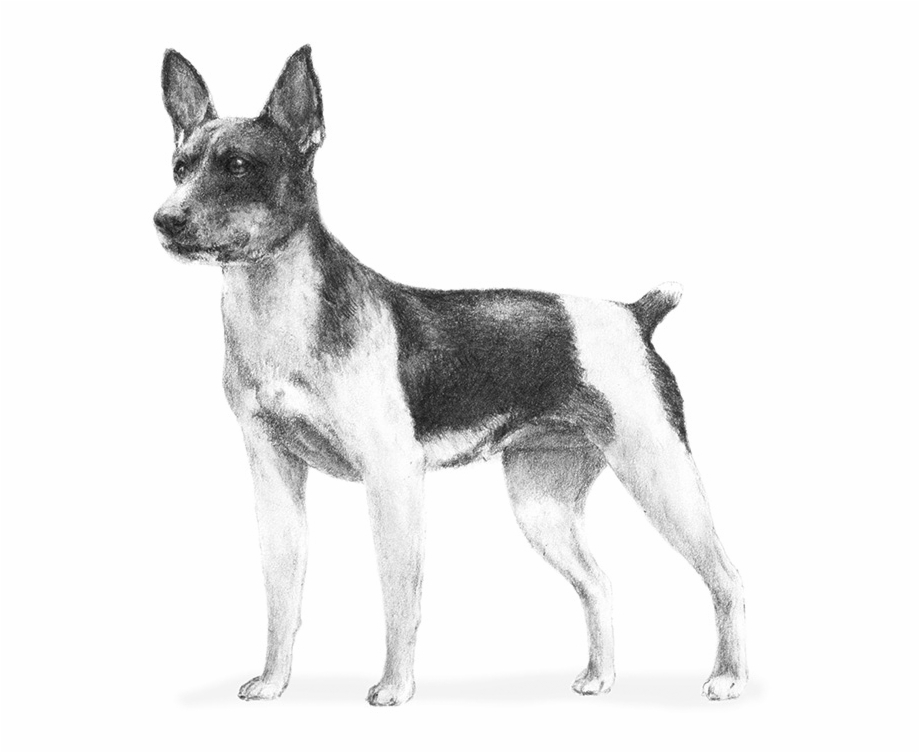 Mixed Breed Akc Rat Terrier