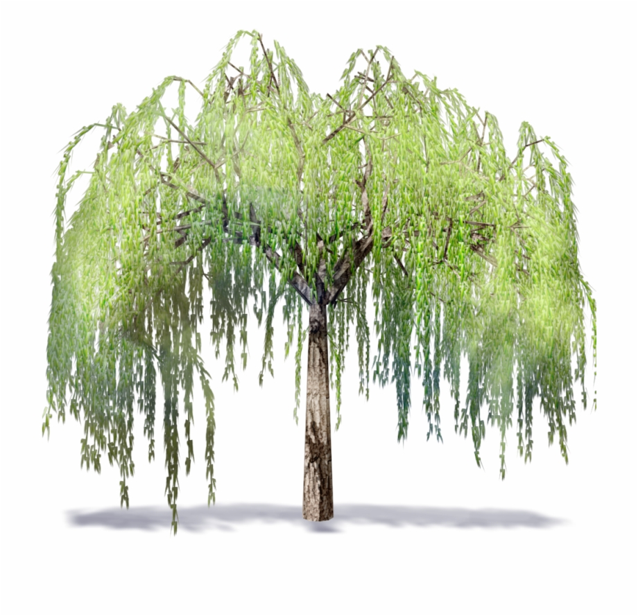 Willow Tree Transparent Png Download Willow Tree Images