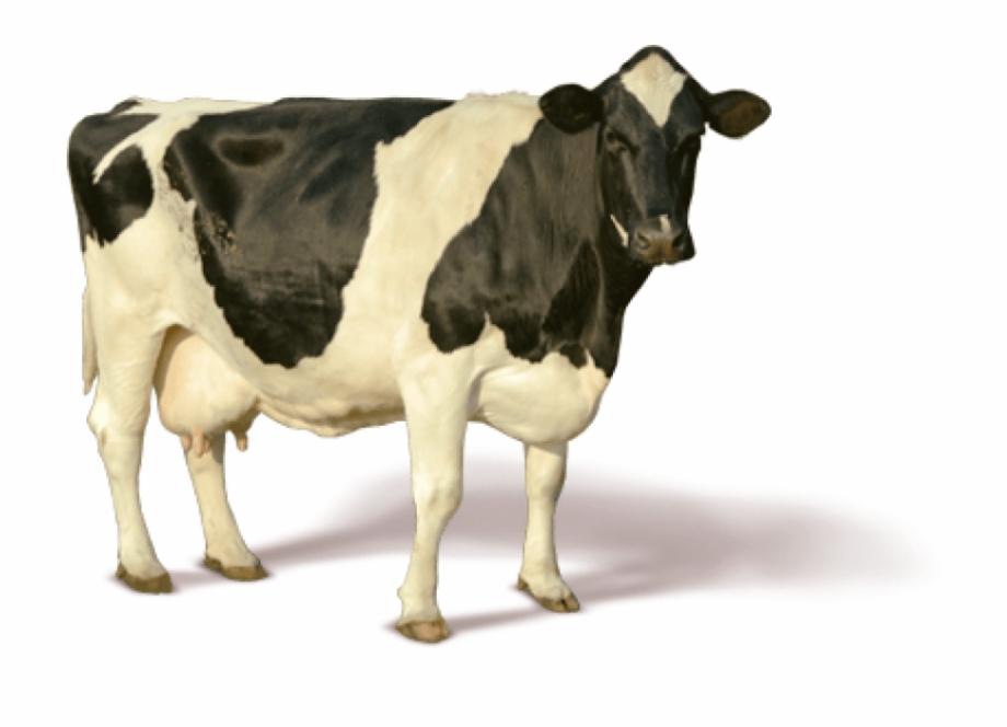 Download Images Background Toppng Cow Images Hd Png