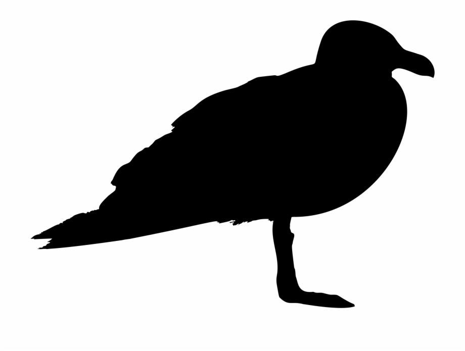 silhouette of a seagull
