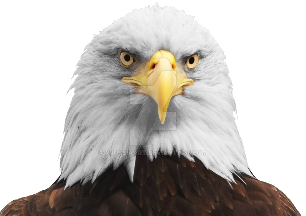 Bald Eagle Head Png