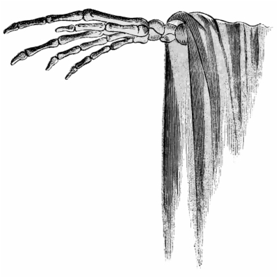Skeleton Hand Png