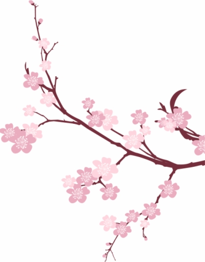 Japanese Cherry Blossom Png
