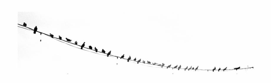 Birds On Wire Png