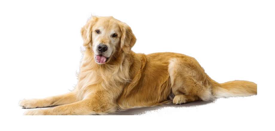 Golden Retriever Dog Breed Information Transparent Background Golden