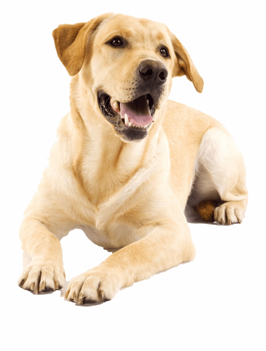 Golden Retriever Puppy Golden Labrador
