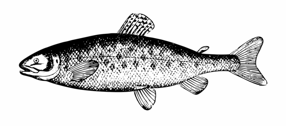 Fintan The Salmon Of Knowledge Salmon Clipart Black