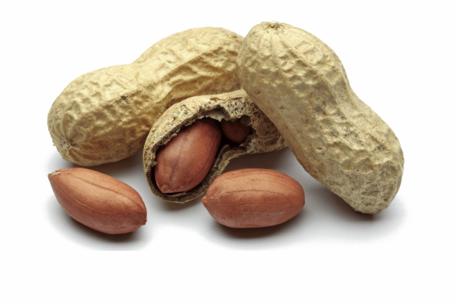 Peanut Png Free Download Arbol Fruto Cacahuete