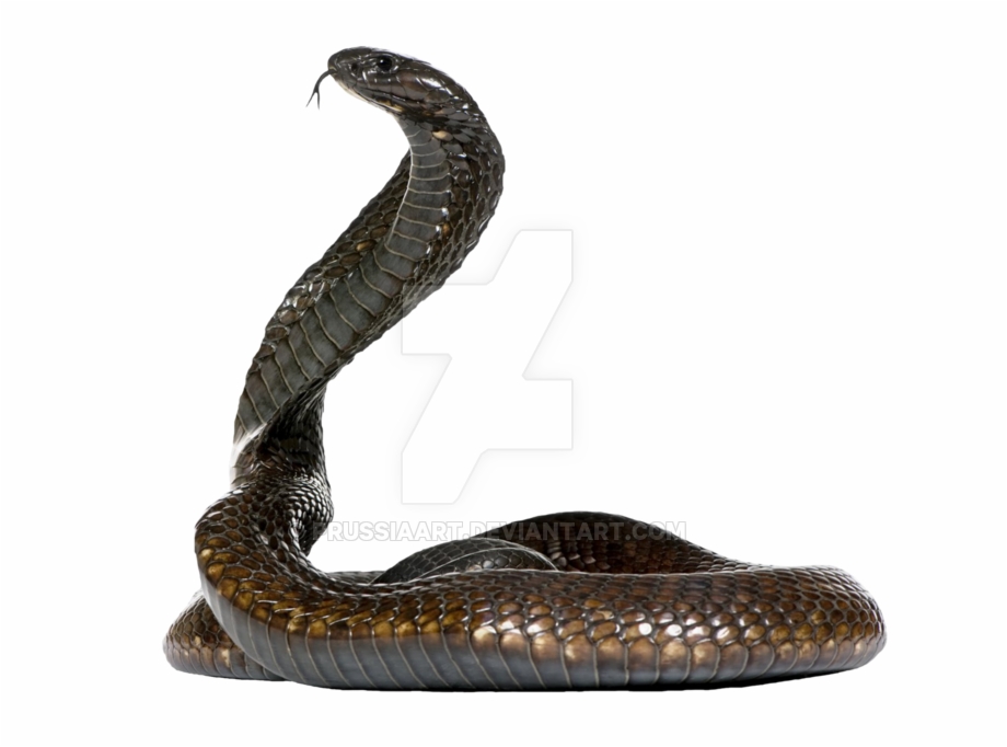 Cobra Snake On A Transparent Background By Prussiaart