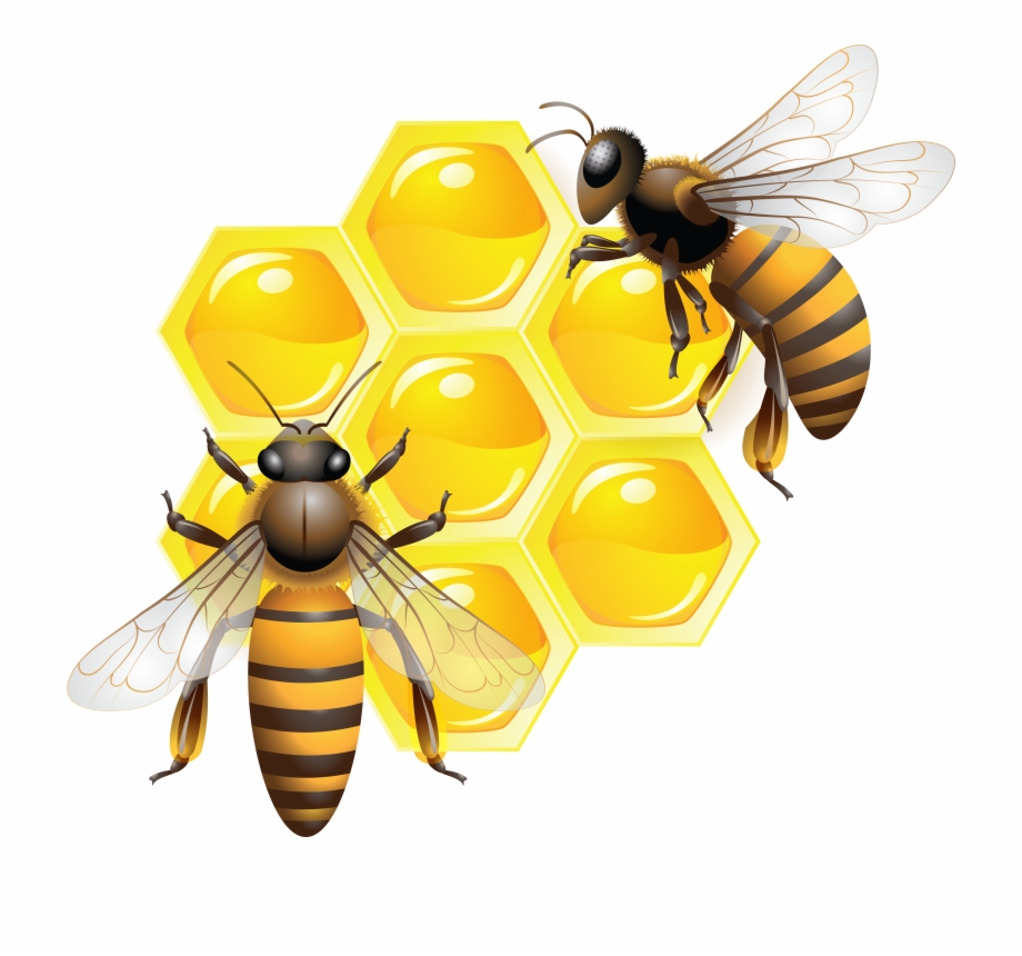 Honey Bee Clip Art Cute Honey Bee