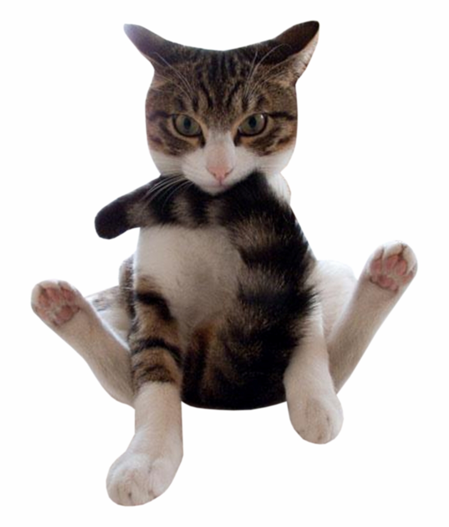 Free Cats Png For Free Download On Chat