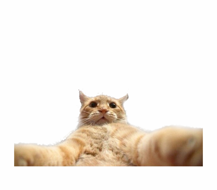 Funny Cat Catlover Cats Selfie Png