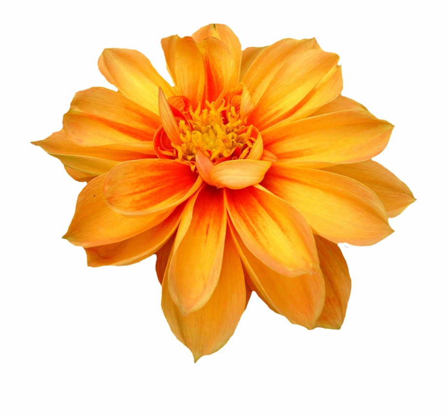 yellow orange flower