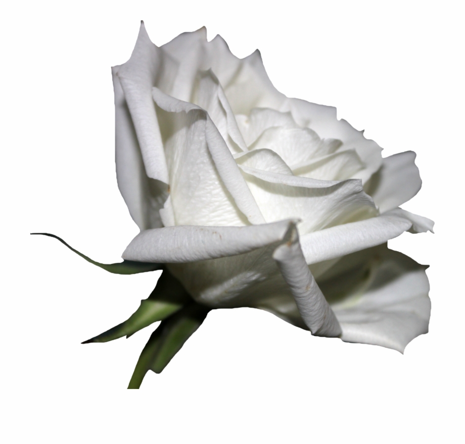 White Rose 01 Png By Thy Darkest Hour