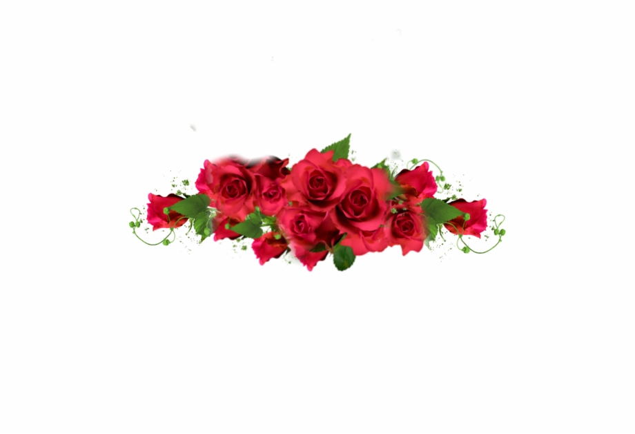 Rose Roses Border Redroses Red Redaesthetic Romantic Garden