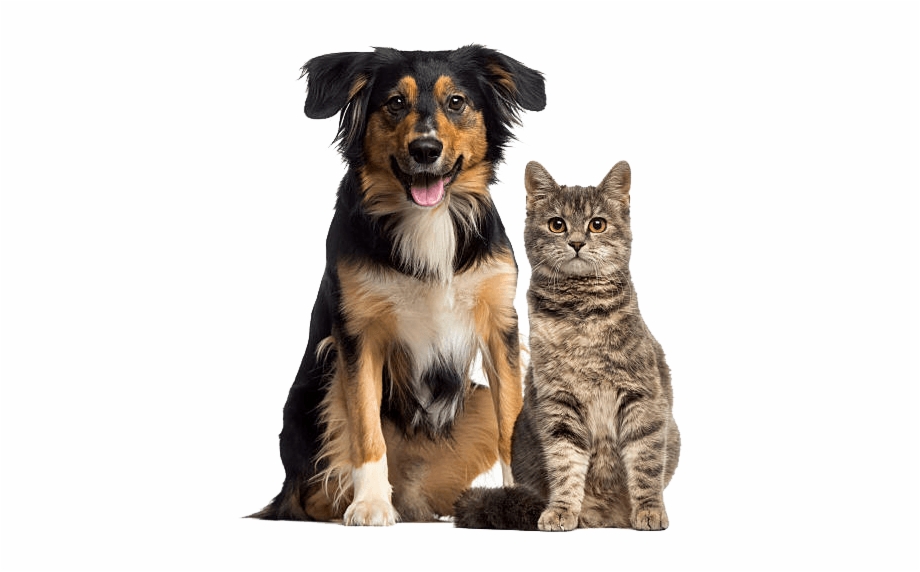 Фото кошки и собаки на белом фоне