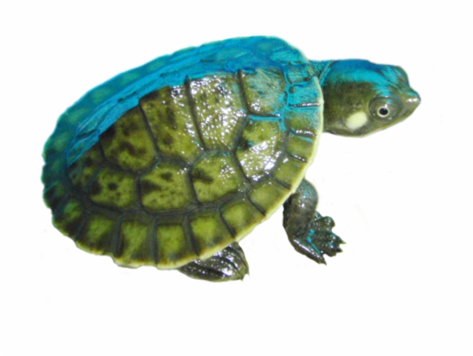 Small Turtle Png