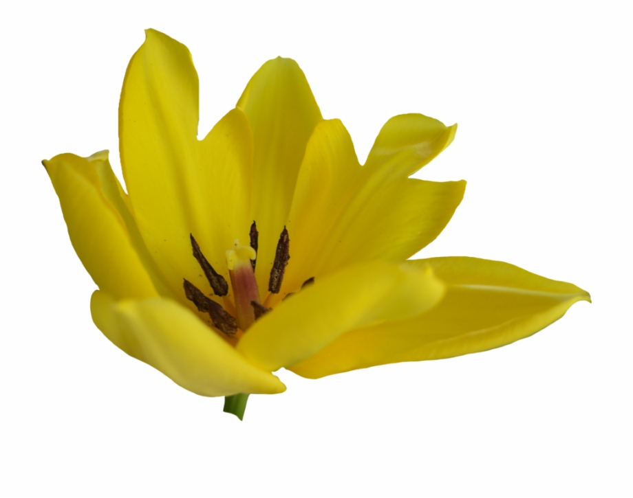 Tulip Flower Free Png Transparent Images Free Download