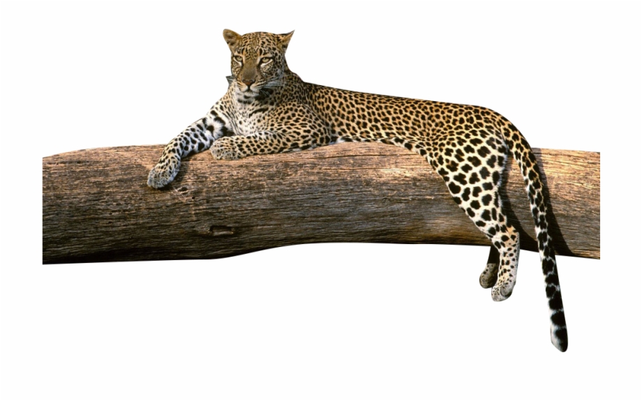 Leopard On A Branch