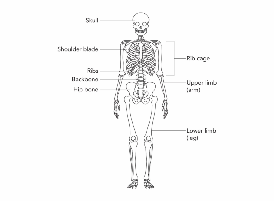Simple Bone Diagram Human Skeleton Grade 5