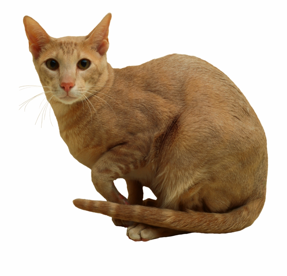 Cat Png