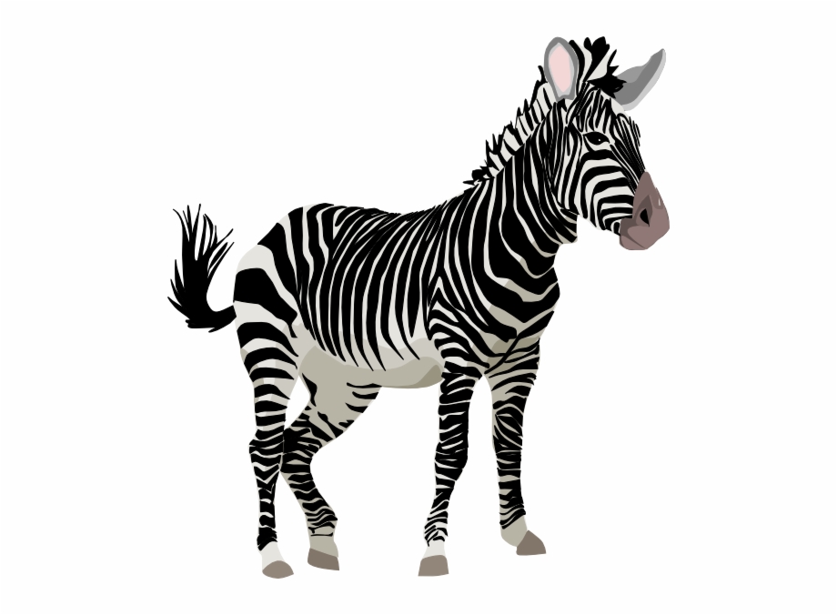 zebra animated png
