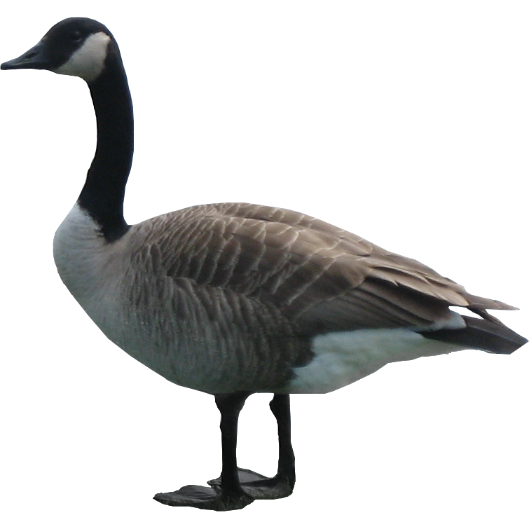 Geese Png