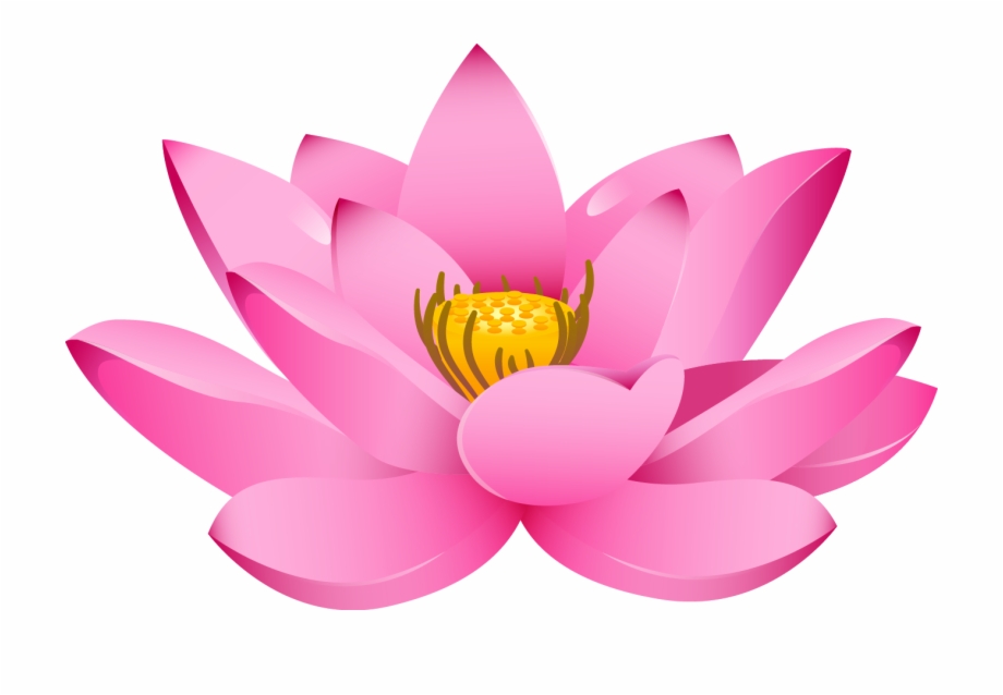 Lotus Flower Png Padma Flower Hd Png