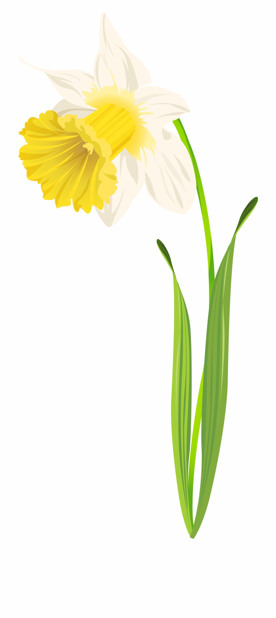 Daffodil Png Clip Art Image Narcissus