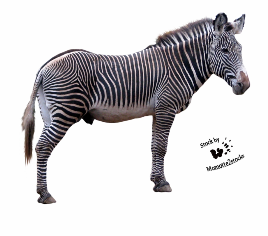 Zebra Grevys Zebra Transparent