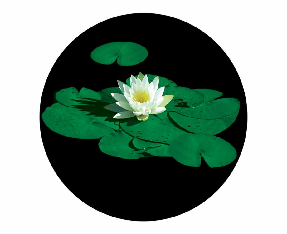 Stunning Lily Pad Lily Pad Flower