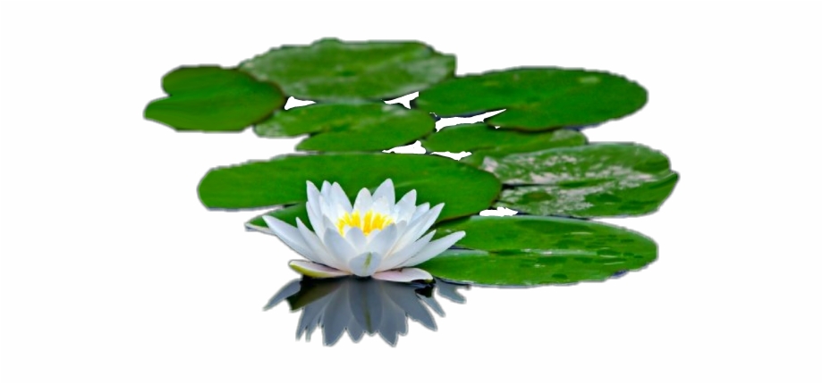 Lilypad Water Lilies And Their Adaptations