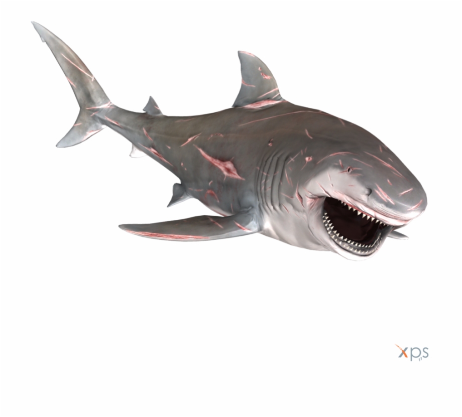 Bull Shark Png Graphic Transparent Stock Bull Shark