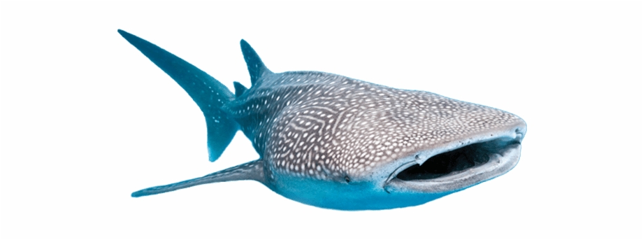 Whale Shark Png Whale Shark Transparent Background