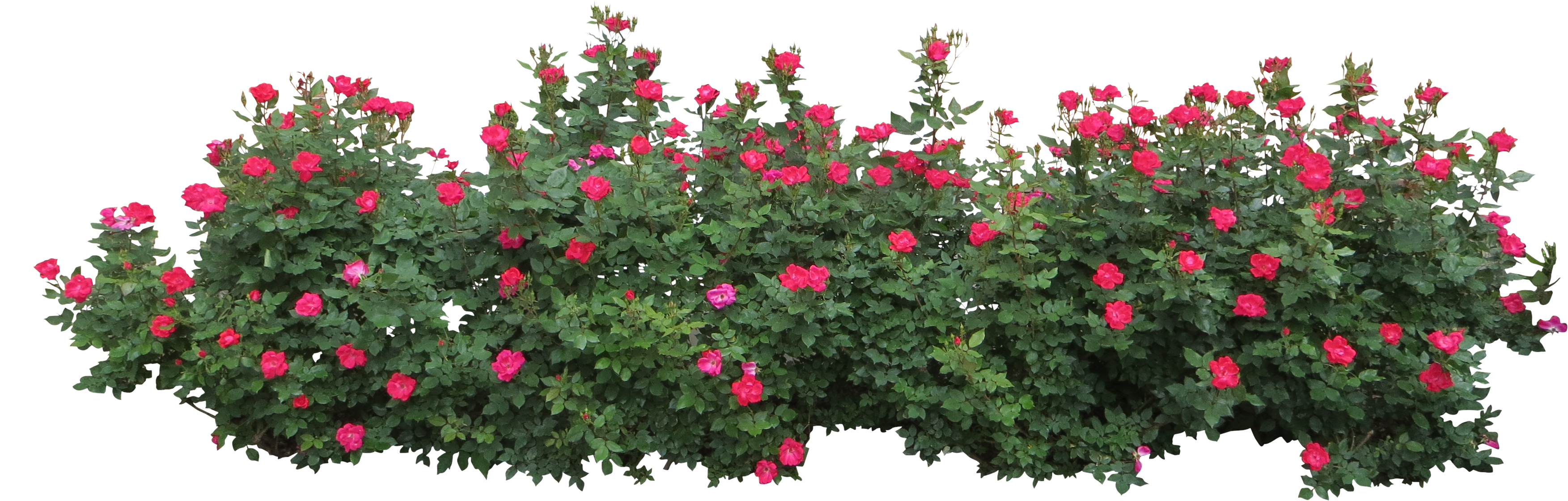 Flower Bushes Png