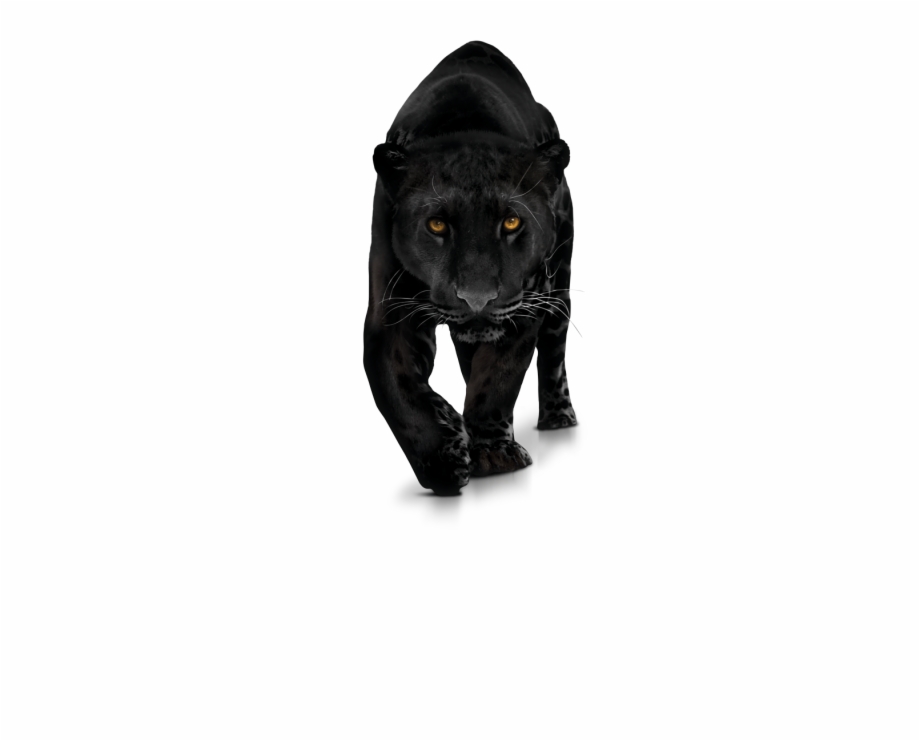Black Panther Png Transparent Images Black Panther Animal